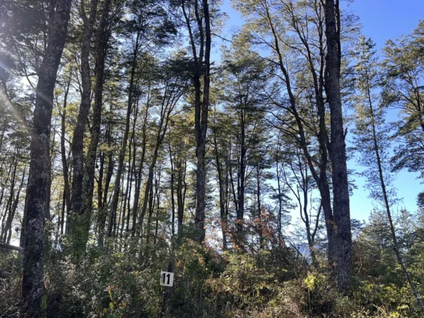 parcelas a minutos del lago calafquén $30.000.000