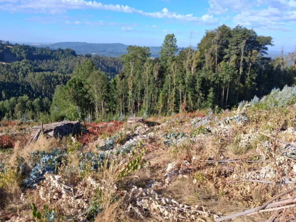 parcela de 1,9 hectáreas loncoche $39.990.000