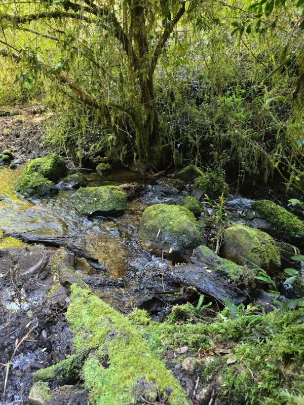a 20 min de licanray parcelas de 1 hectárea con estero