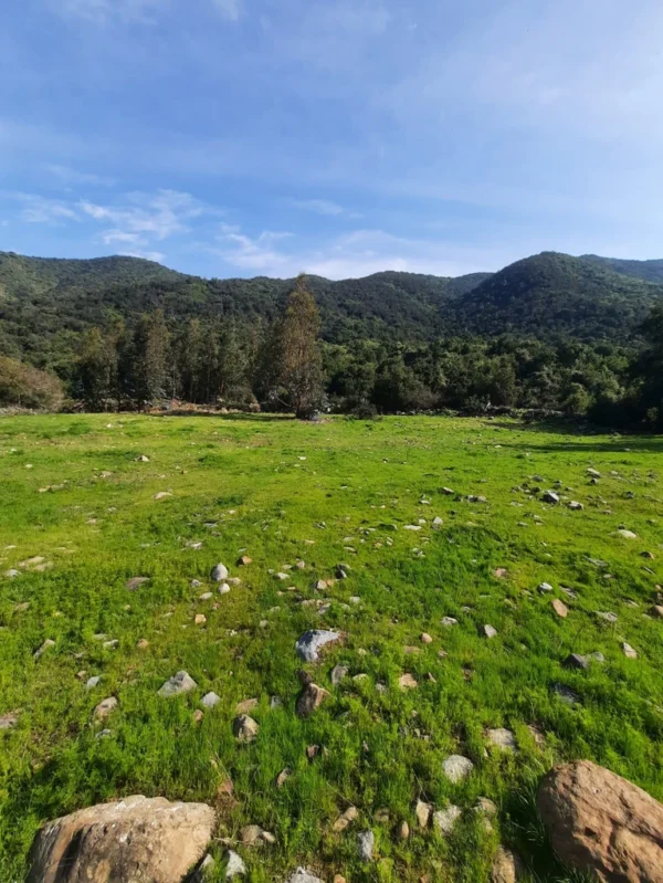 los molinos puerto octay (copia)