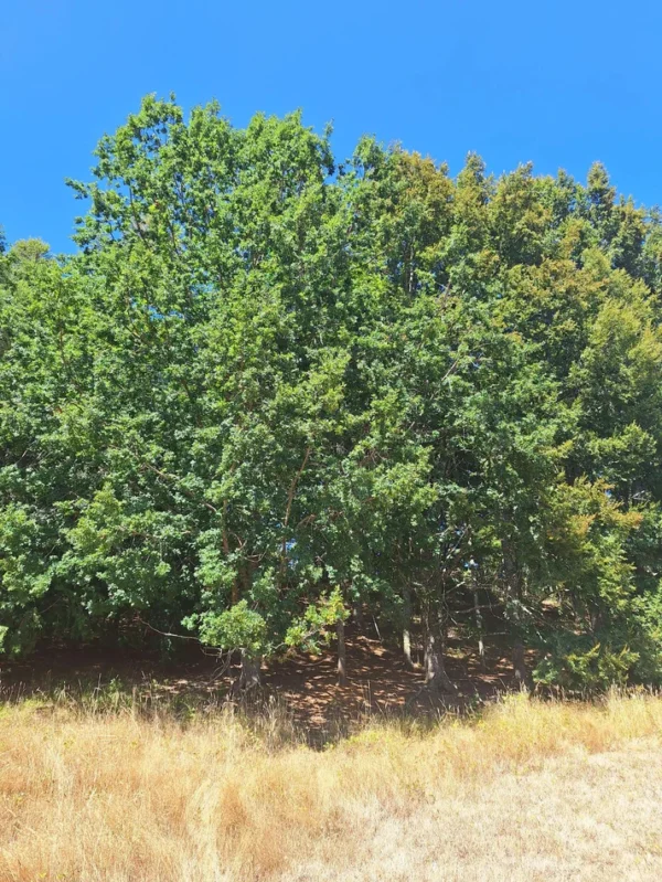 parque nativo sector huaqui $30.000.000 opción de crédito directo