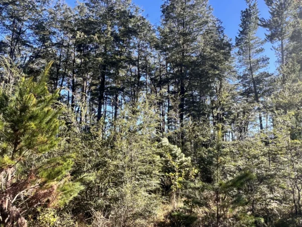 parcelas a minutos del lago calafquén $30.000.000