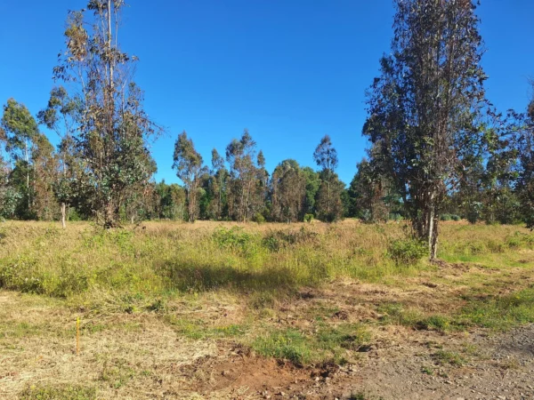 fundo ancahual villarrica loncoche