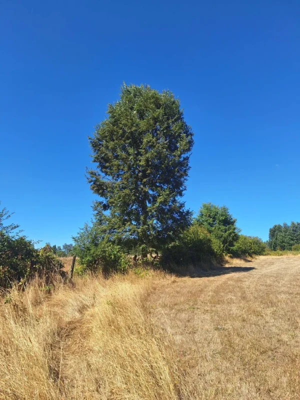 séptima faja hermosas parcelas a 20 min de villarrica desde $28.000.000