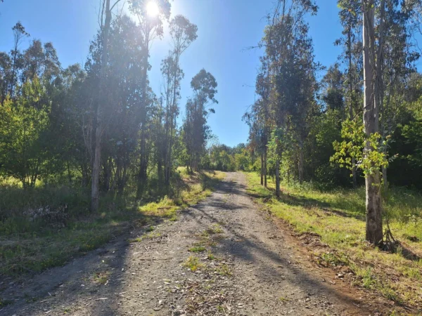 fundo ancahual villarrica loncoche