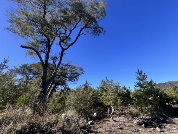 parcelas a minutos del lago calafquén $30.000.000