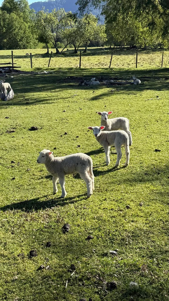 cumbres de puc贸n $29.990.000