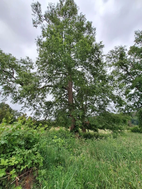 aires de paillaco $23.990.000