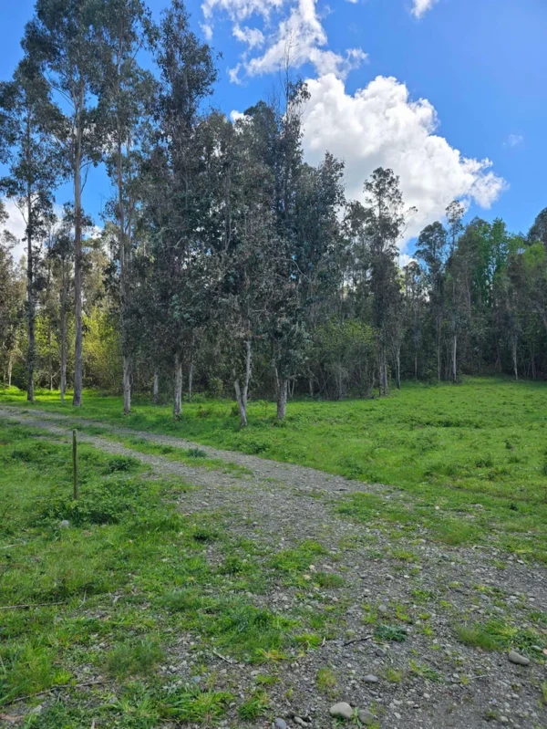fundo ancahual villarrica loncoche