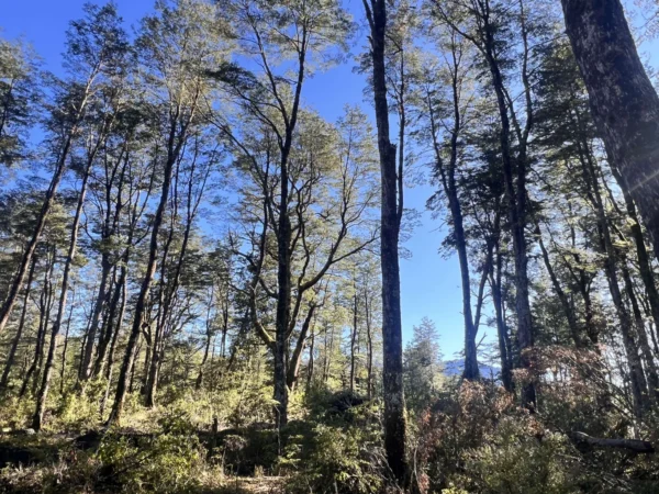 parcelas a minutos del lago calafquén $30.000.000