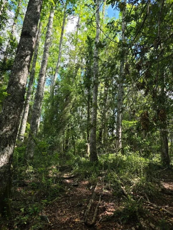 campo san nicolás Últimas parcelas disponibles
