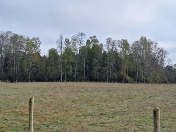 a 20 min de villarrica parcelas con luz, agua y cercadas
