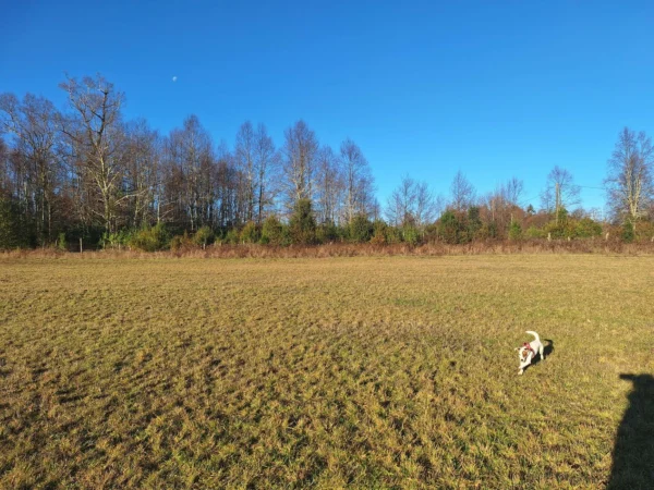 séptima faja hermosas parcelas a 20 min de villarrica desde $28.000.000