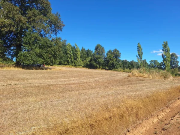 séptima faja hermosas parcelas a 20 min de villarrica desde $28.000.000