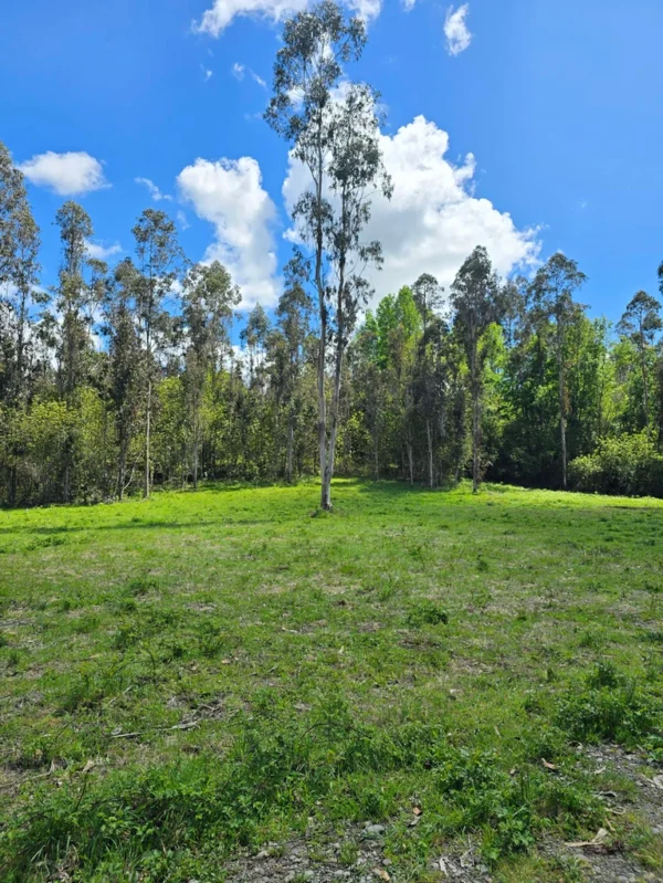 fundo ancahual villarrica loncoche