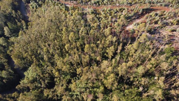 parcela de 1,9 hectáreas loncoche $39.990.000