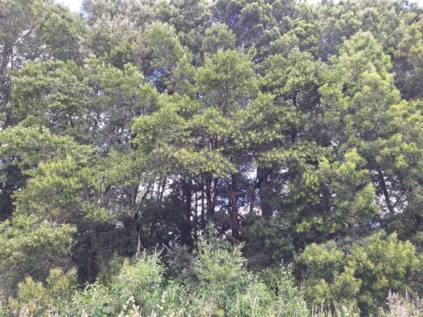 fundo santa clara $24.990.000 Últimas parcelas