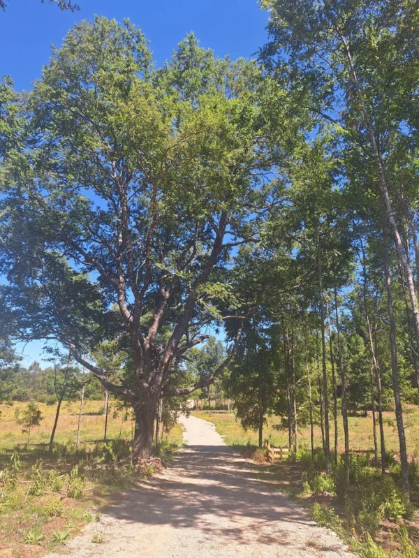 a solo 15 min de villarrica $38.000.000 crédito directo