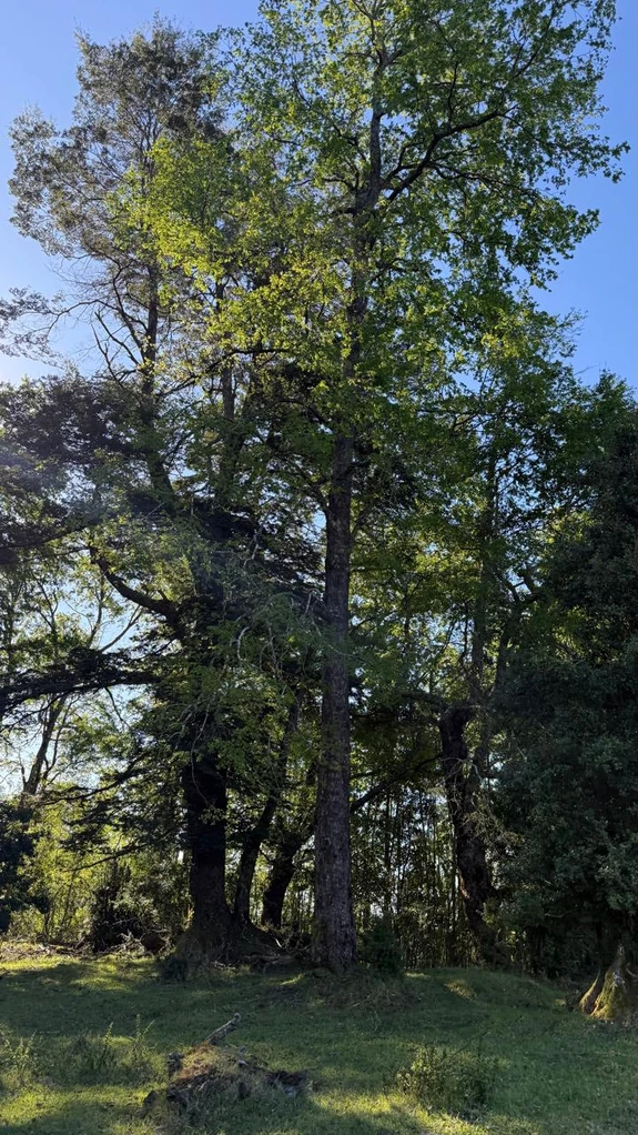 cumbres de puc贸n $29.990.000