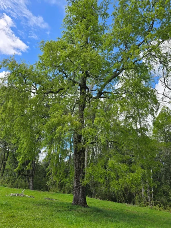 rinconada a solo 15 min de villarrica