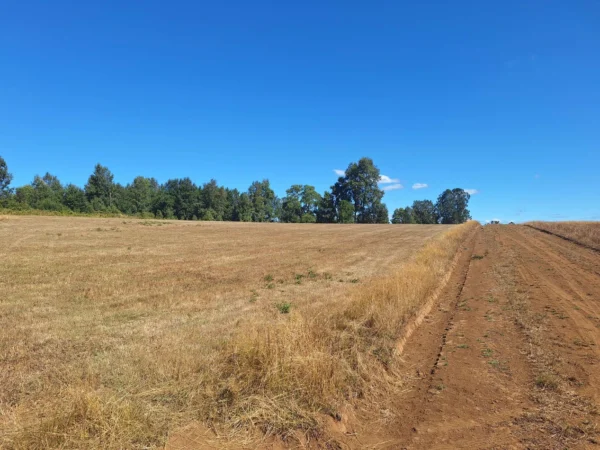 séptima faja hermosas parcelas a 20 min de villarrica desde $28.000.000