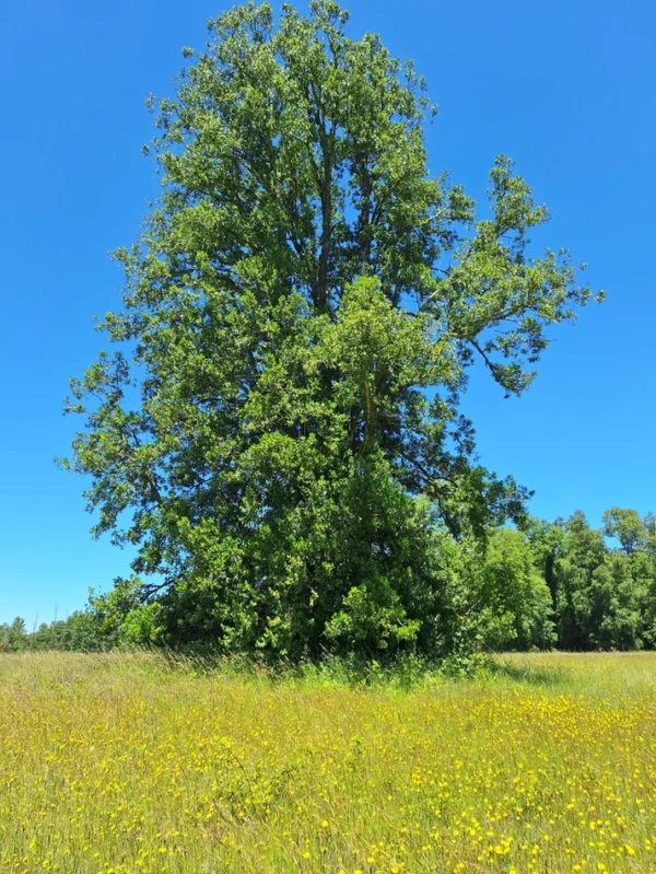 praderas de villarrica iii y iv desde $24.990.000