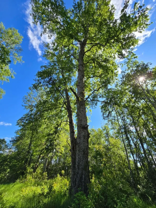 praderas de villarrica iii y iv desde $24.990.000