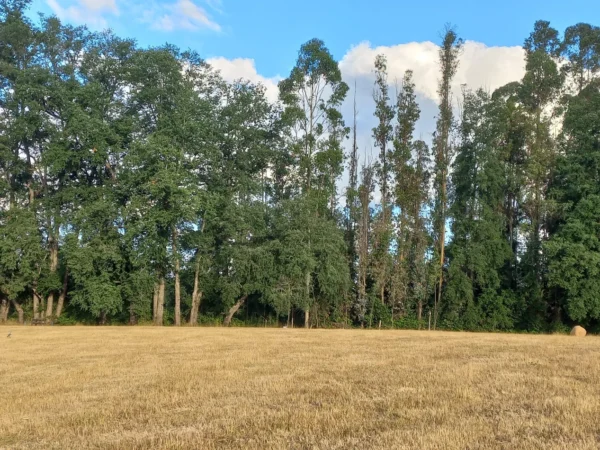 río escondido ruta villarrica pucón desde 2774 uf