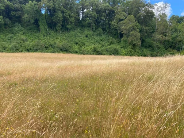 parcela ruta villarrica freire $45.000.000