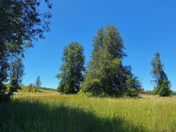 praderas de villarrica iii y iv desde $24.990.000