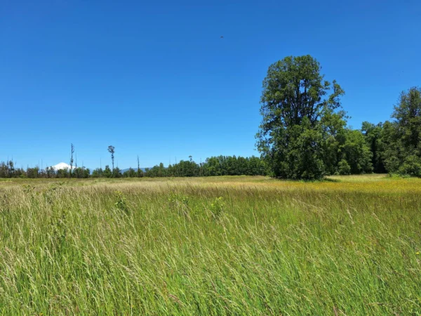 praderas de villarrica iii y iv desde $24.990.000