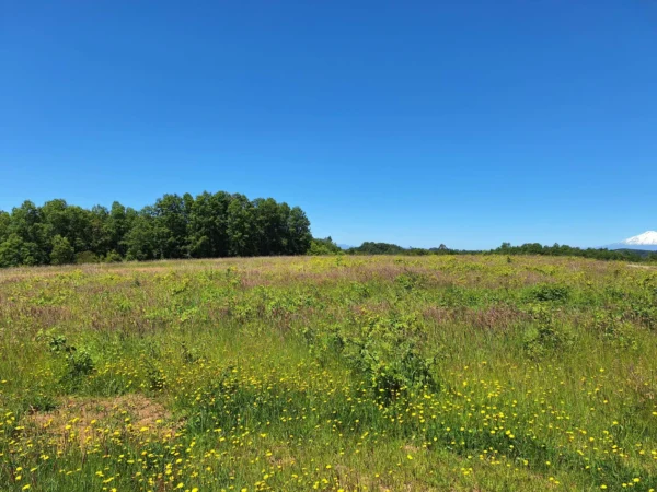 praderas de villarrica iii y iv desde $24.990.000