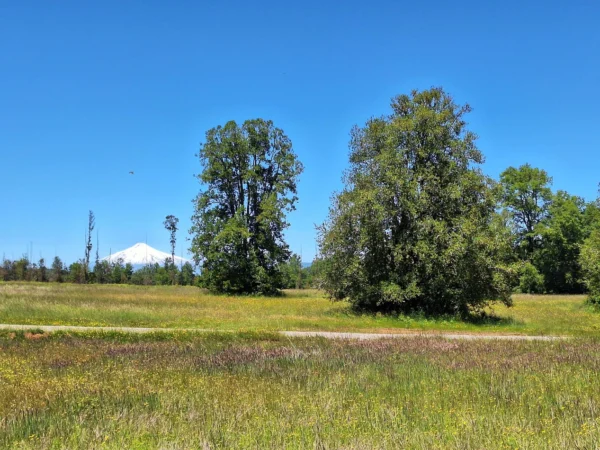 praderas de villarrica iii y iv desde $24.990.000