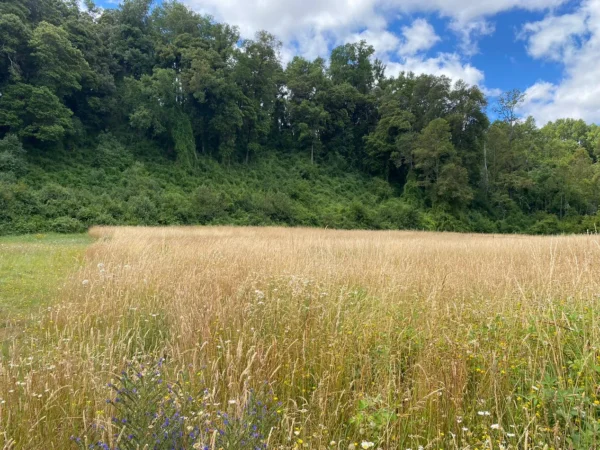 parcela ruta villarrica freire $45.000.000