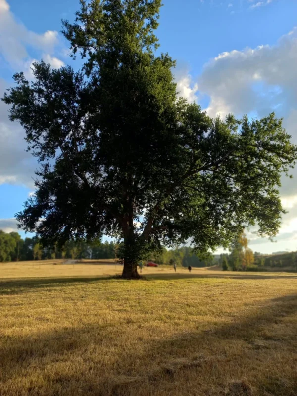 río escondido ruta villarrica pucón desde 2774 uf