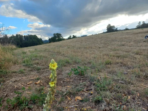 río escondido ruta villarrica pucón desde 2774 uf