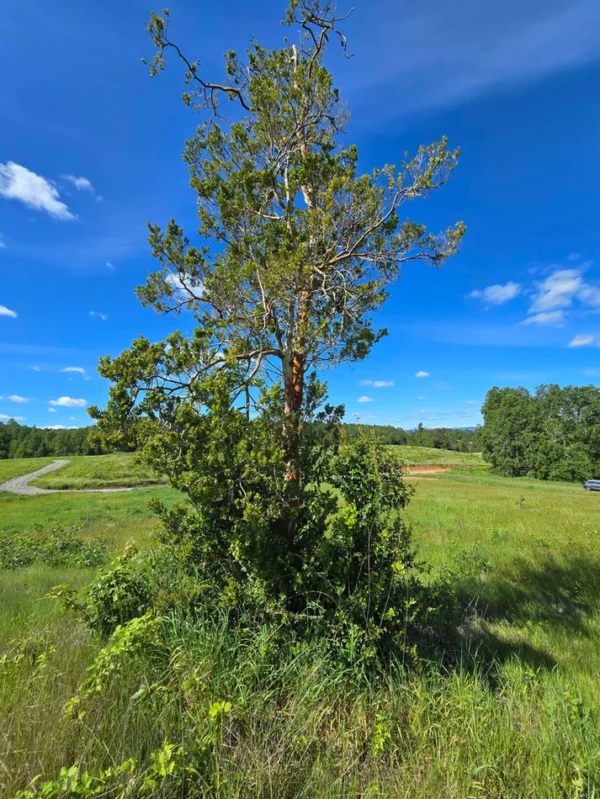 praderas de villarrica iii y iv desde $24.990.000