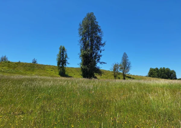 praderas de villarrica iii y iv desde $24.990.000