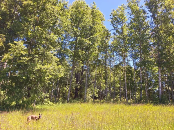 praderas de villarrica iii y iv desde $24.990.000