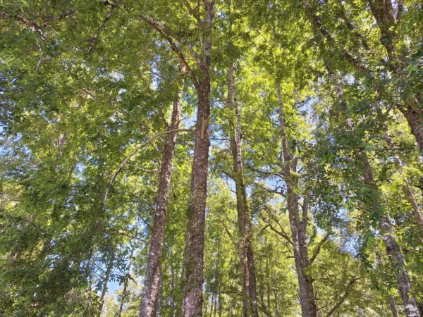 praderas de villarrica iii y iv desde $24.990.000